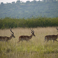 Photo de Rwanda - Akagera
